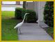 Egret 1