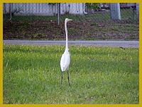 EGRET